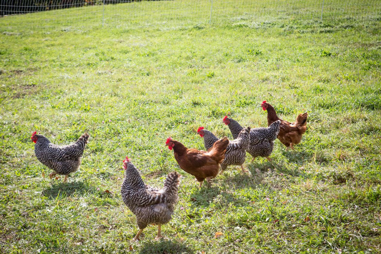 Woodstock Sustainable Farms Villa Bilik gambar