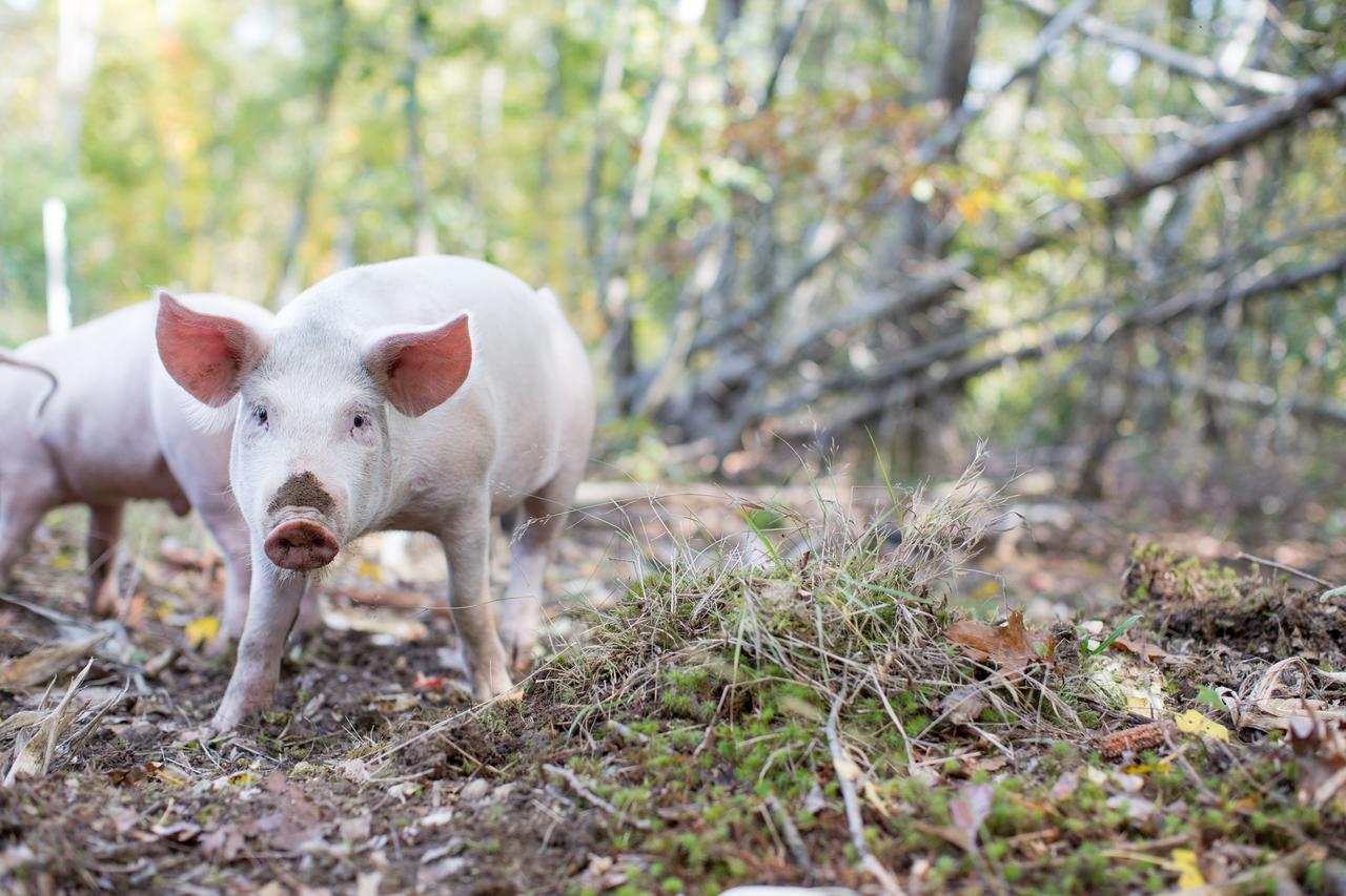 Woodstock Sustainable Farms Villa Bilik gambar