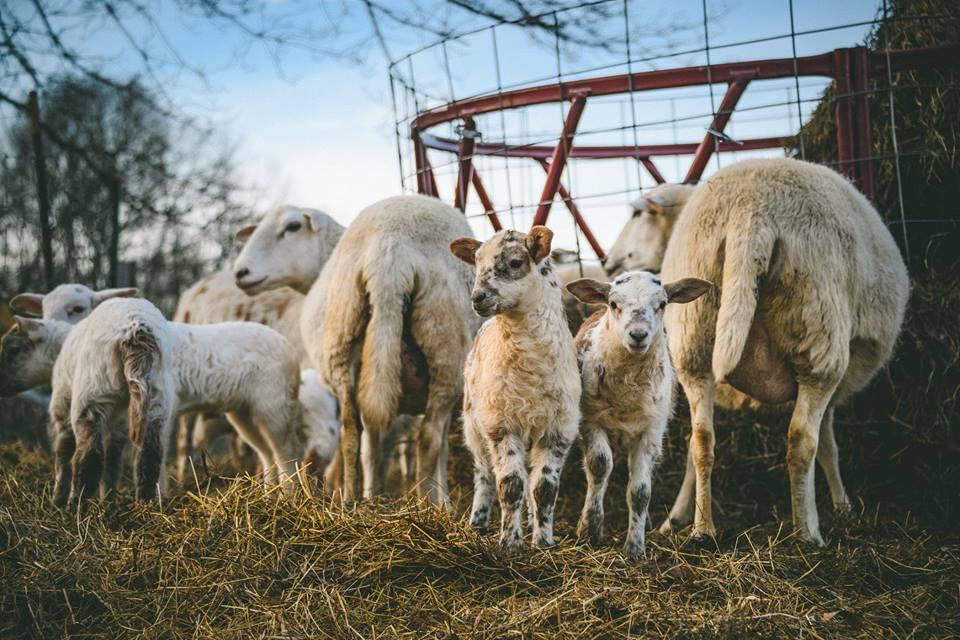 Woodstock Sustainable Farms Villa Bilik gambar